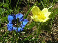 Knopf-Blume-gelb-Enzian_2