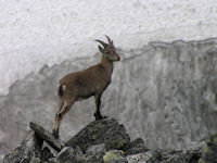 Knopf-Steingeissen_33-quer