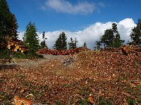 Knopf-holzschlagplatz_holz_2