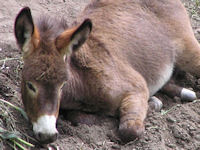 Knopf-t-Esel_23-Detail