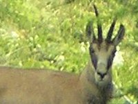 Knopf-t-Gmse-hell_16