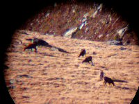 Knopf-t-Gmsen-Fernrohr_18-korrigiert