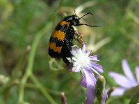 Knopf-t-Kfer-gelb-Blume_3