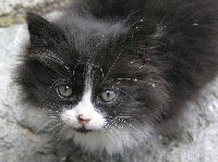 Knopf-t-Ktzchen-jung_07-Detail