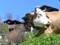 Knopf-t-Kuh-Dorf_1