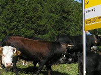 Knopf-t-Moosalp-Khe_22-korrigiert