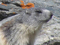 Knopf-t-Murmeltier-Abstieg_21