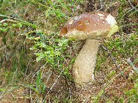 Knopf-t-Pilz-Steinpilz