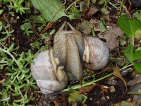 Knopf-t-Schnecken_15