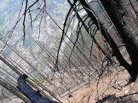 Knopf-t-Waldbrand-Visp-Hohtee_14