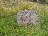 Knopf-t-gesichtsgras_2