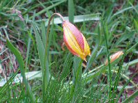 Knopf-t-trbler-tulpen_5