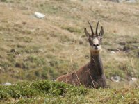 Knopf-t_Gmsen-Mllich_37