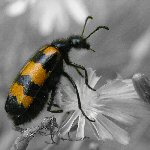 t-Käfer-gelb-Blume_2-SW-klein t-Käfer-gelb-Blume_2-SW-klein