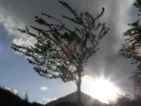 t-Knopf-Baum-Markusweg-Wolken_4-Sonne