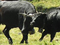 t-Knopf-Kuhkampf-Alp_40