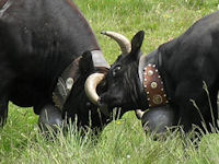 t-Knopf-Kuhkampf_13-Detail