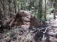 t_Knopf_Ameisenhaufen_26-08-20_3