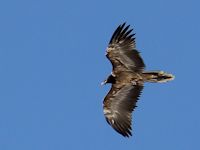 t_Knopf_Bartgeier-Markusweg_30-12-20_4